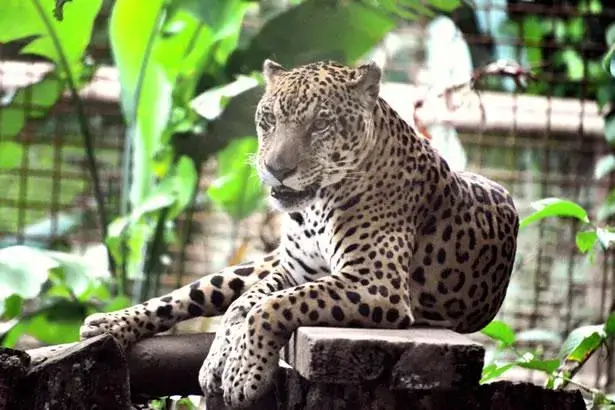 jaguar parc des mamelles