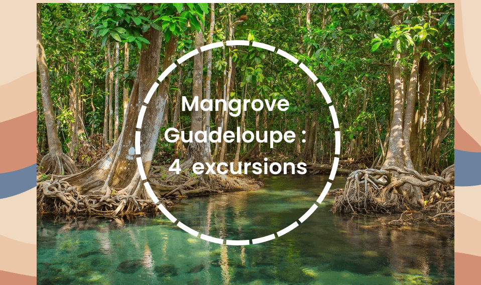 Mangrove Guadeloupe