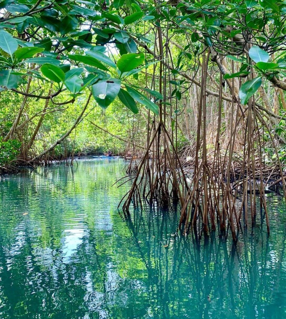 Mangrove guadeloupe