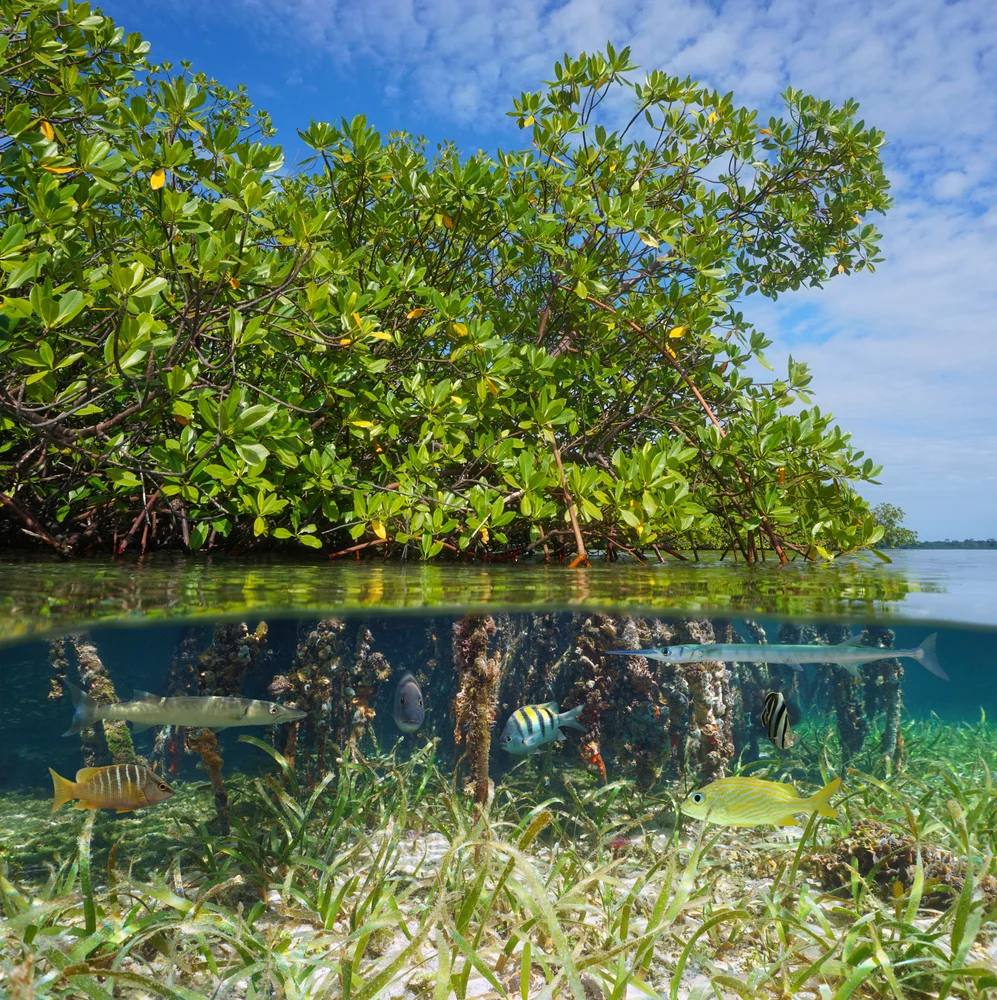 poisson mangrove
