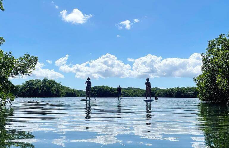 paddle mangrove