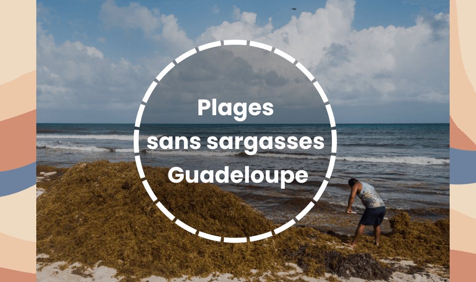 plages sans sargasses Guadeloupe