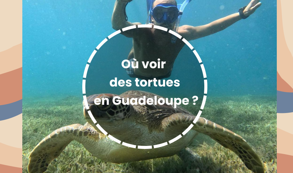 Ou voir des tortues des Guadeloupe
