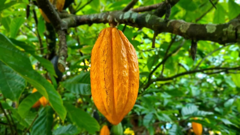 cacao guadeloupe