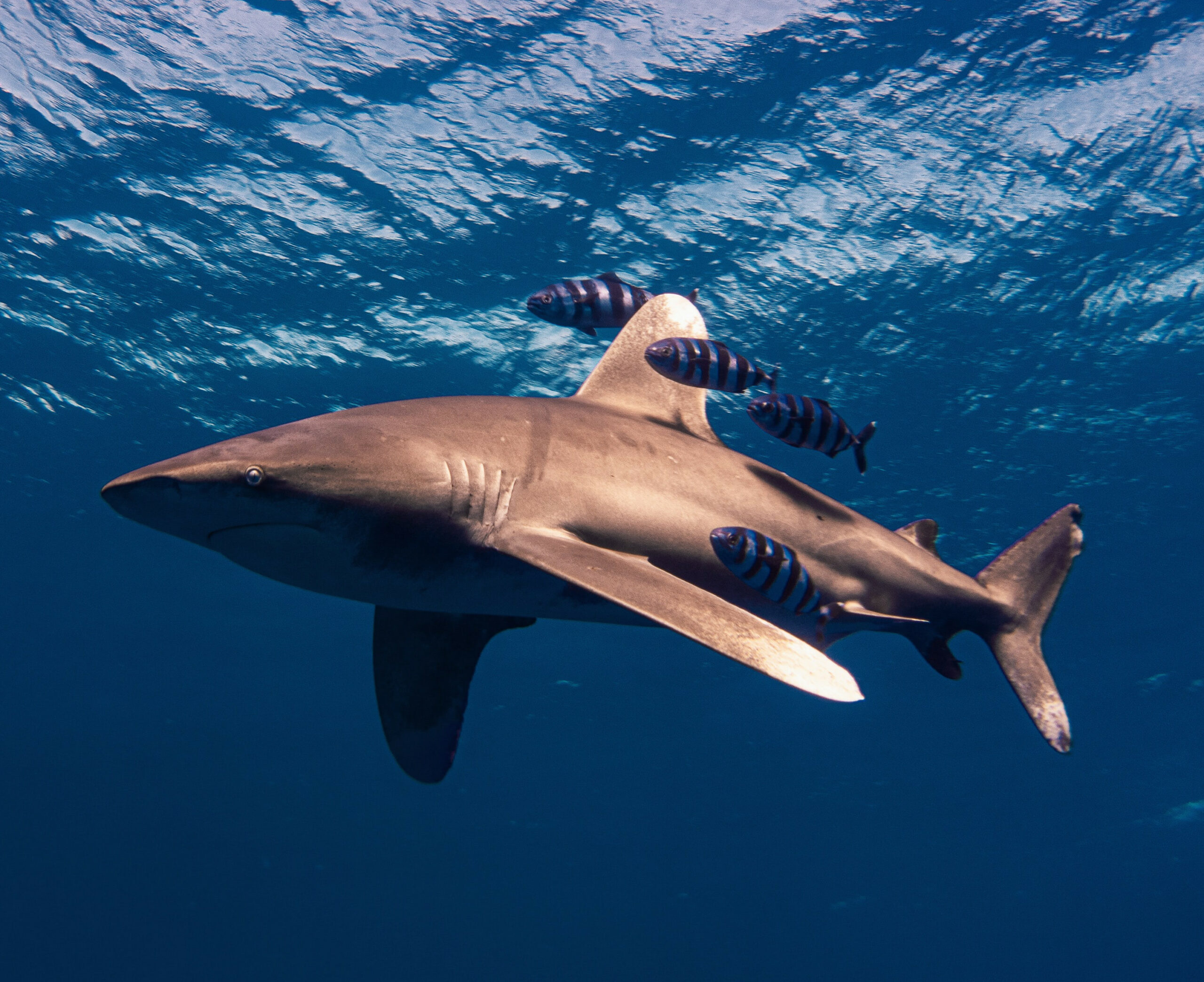Requin longimane