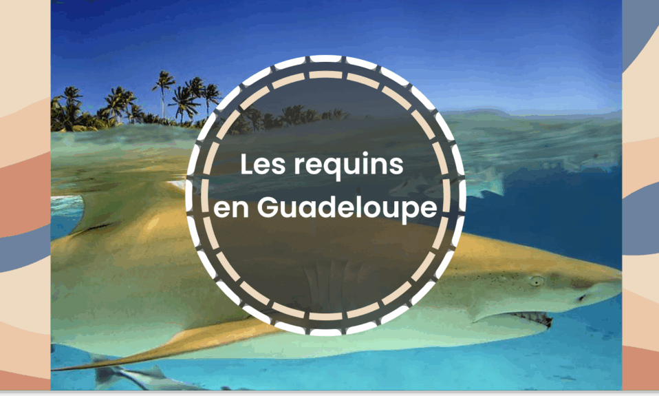requins en guadeloupe