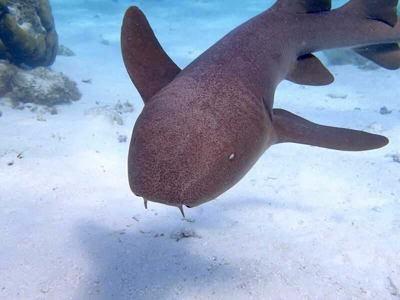 Requin nourrice