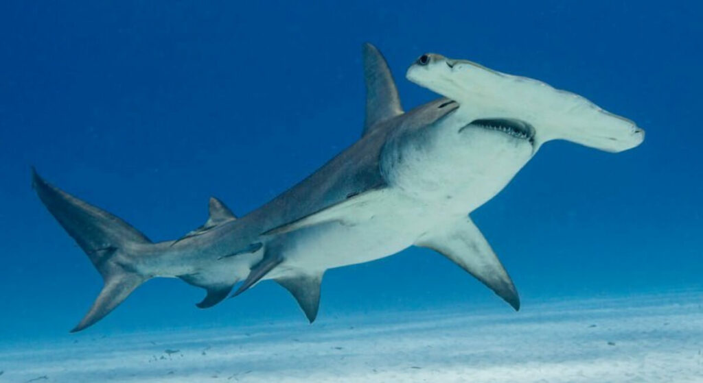 Requin marteau