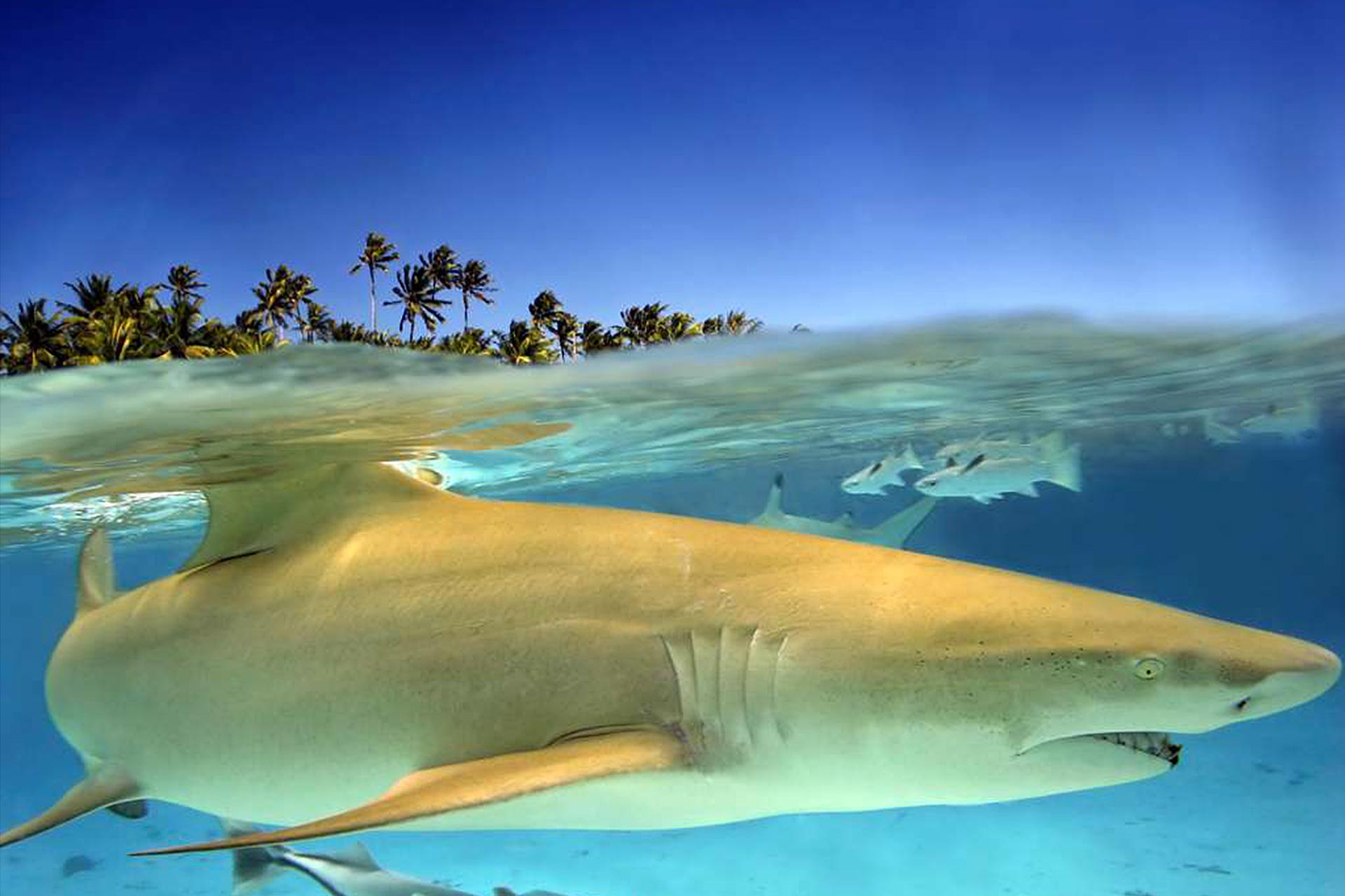 Requin citron