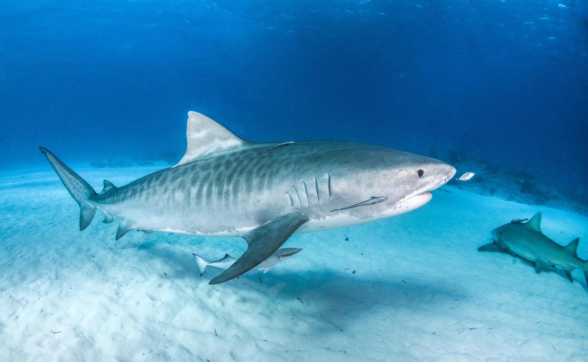 Requin tigre