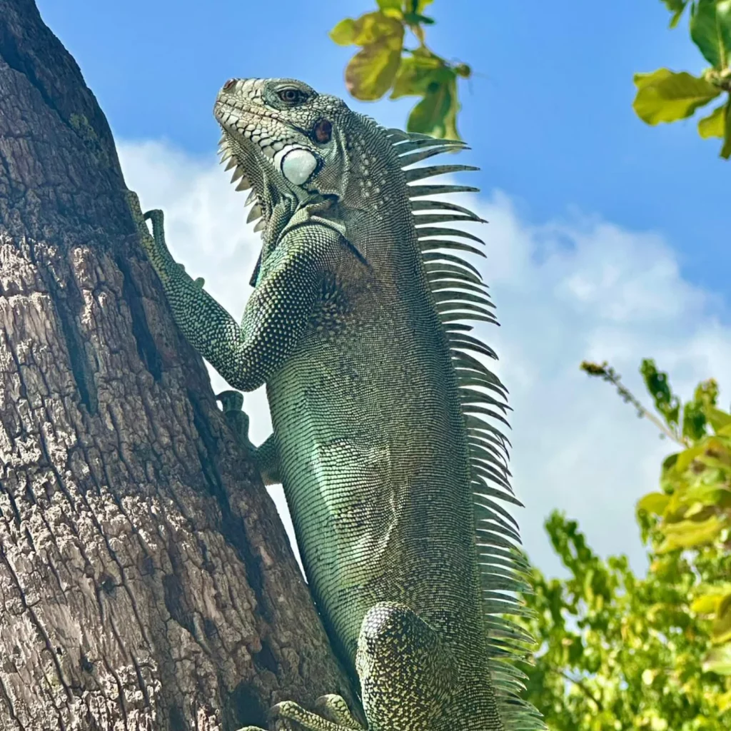 iguane vert de petit havre
